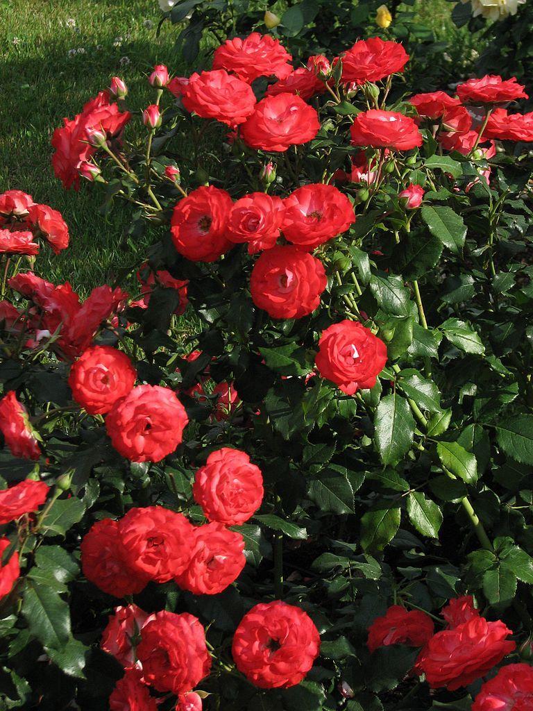 Photo of Rose (Rosa 'Planten un Blomen') uploaded by robertduval14