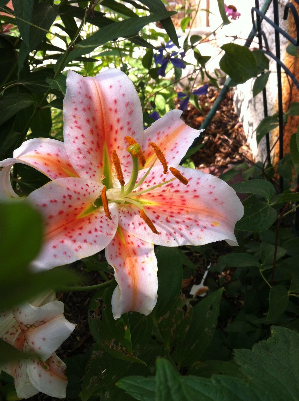 Photo of Lily (Lilium 'Salmon Star') uploaded by DebbieC