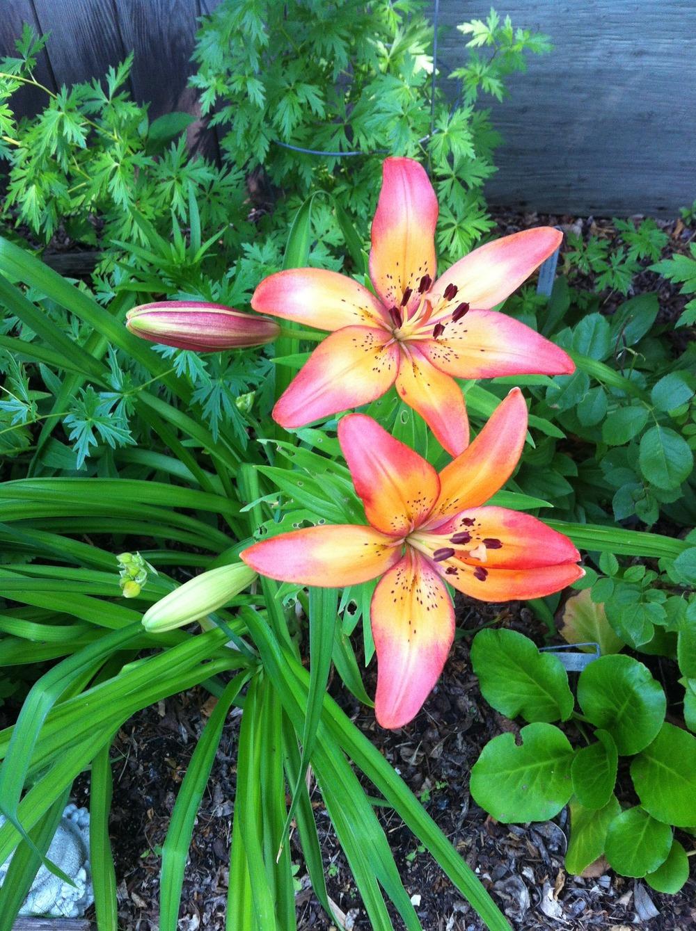 Photo of Lily (Lilium 'Royal Sunset') uploaded by DebbieC