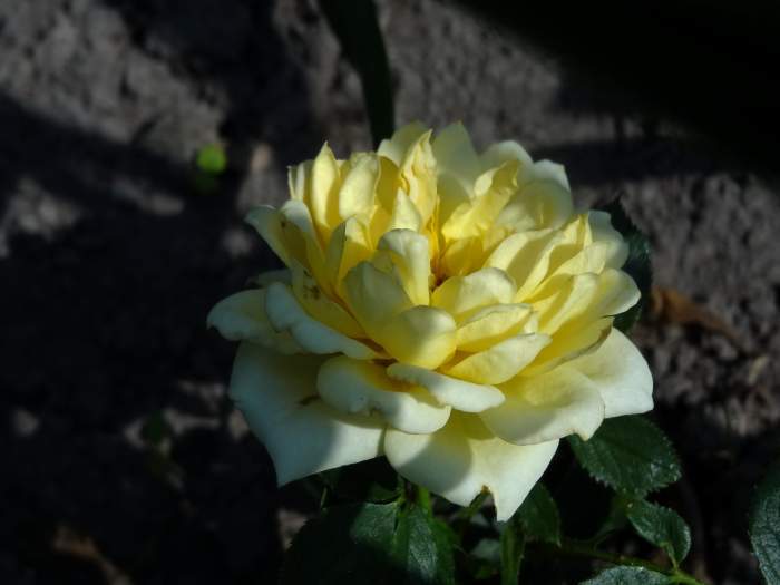 Photo of Rose (Rosa 'Sweet Memories') uploaded by Orsola