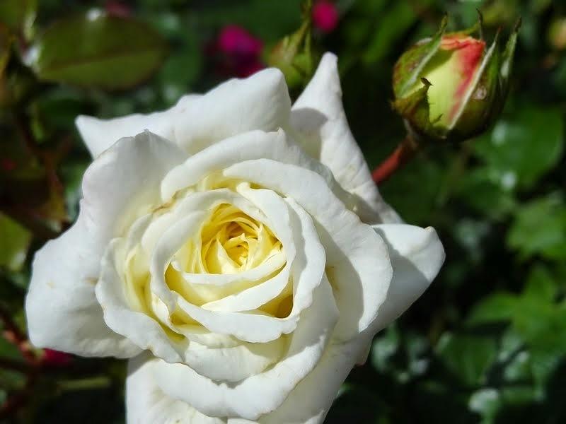 Photo of Rose (Rosa 'Golden Fairy Tale') uploaded by Orsola
