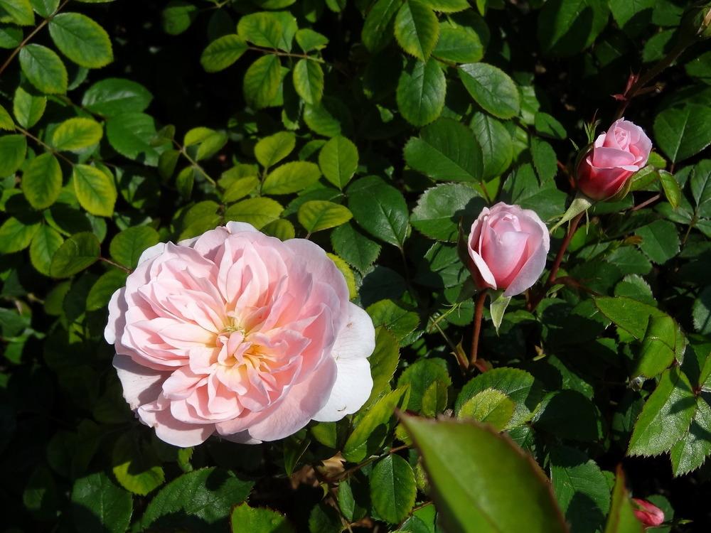 Photo of Rose (Rosa 'Wisley 2008') uploaded by Orsola