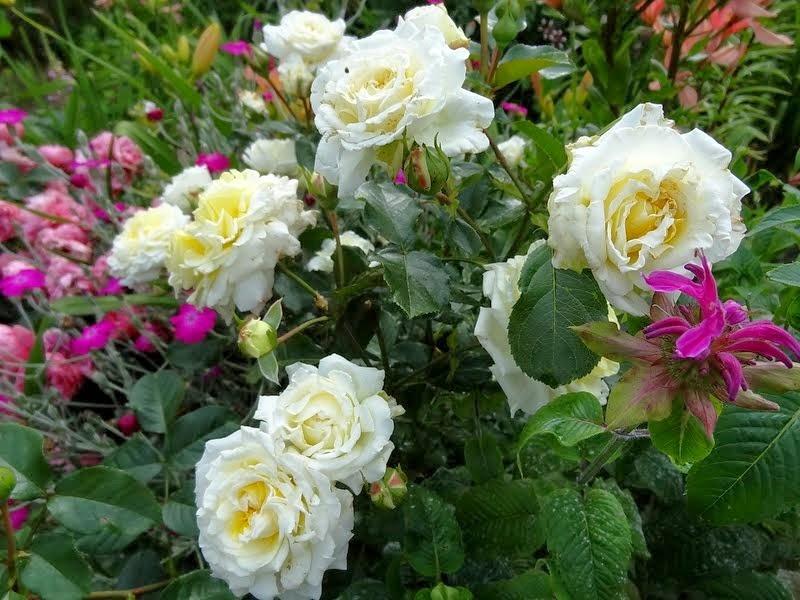 Photo of Rose (Rosa 'Golden Fairy Tale') uploaded by Orsola