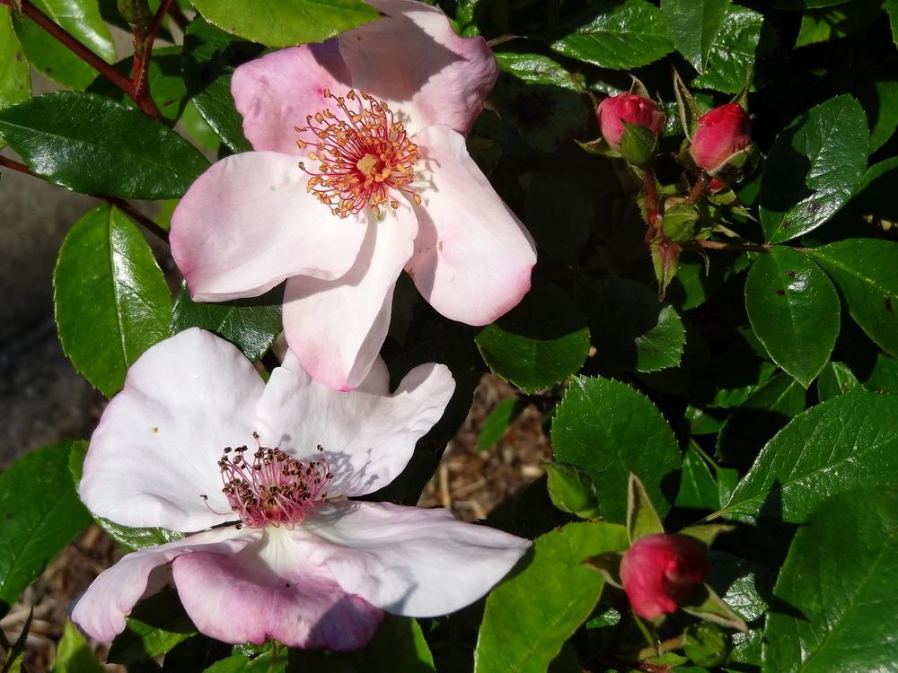 Photo of Rose (Rosa 'The Charlatan') uploaded by Orsola