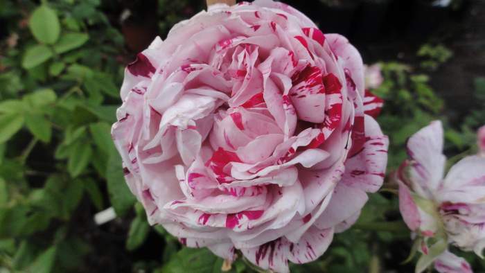 Photo of Rose (Rosa 'Variegata di Bologna') uploaded by Orsola