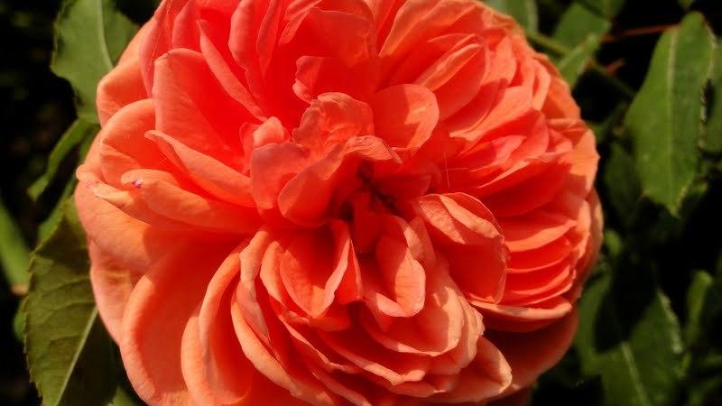 Photo of Rose (Rosa 'Summer Song') uploaded by Orsola