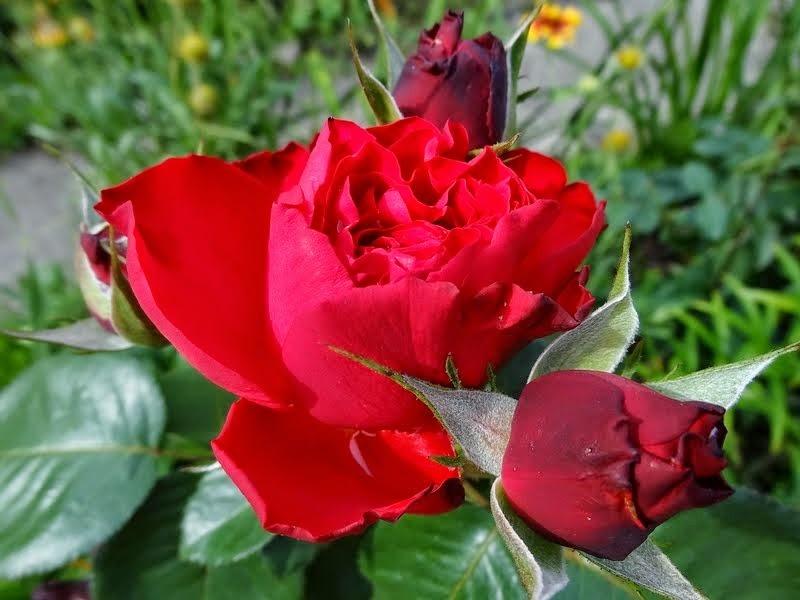 Photo of Rose (Rosa 'Traviata') uploaded by Orsola