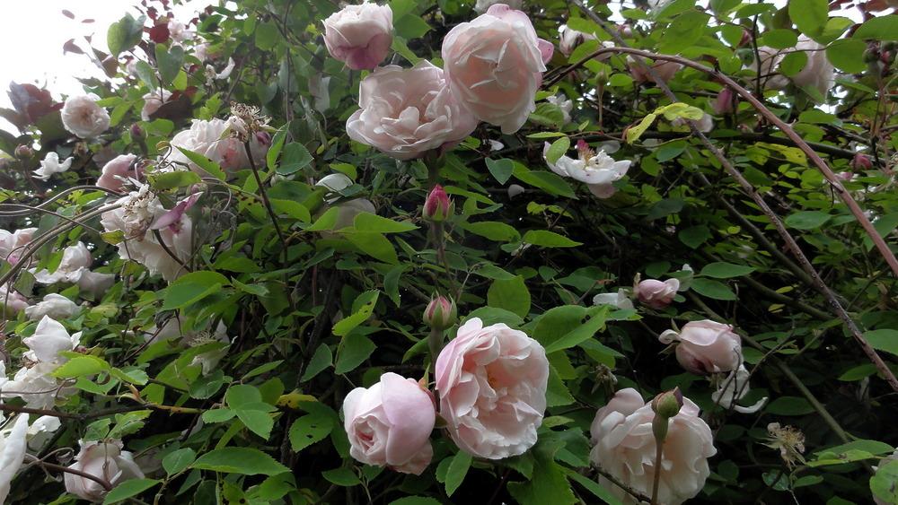 Photo of Rose (Rosa 'Venusta Pendula') uploaded by Orsola
