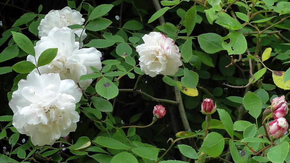Photo of Rose (Rosa 'Venusta Pendula') uploaded by Orsola