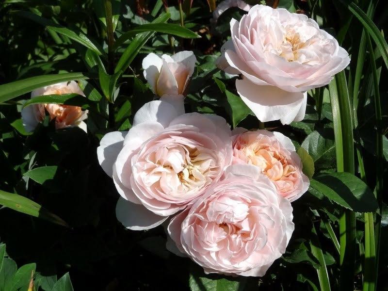 Photo of Rose (Rosa 'Sweet Juliet') uploaded by Orsola