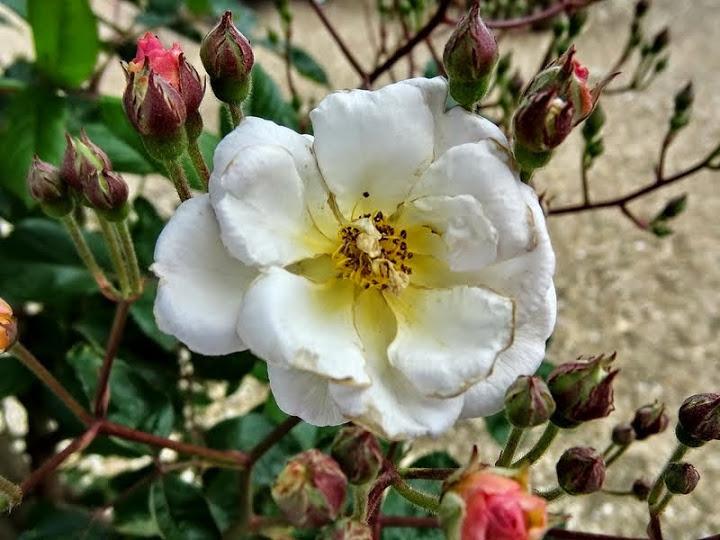 Photo of Rose (Rosa 'Trier') uploaded by Orsola