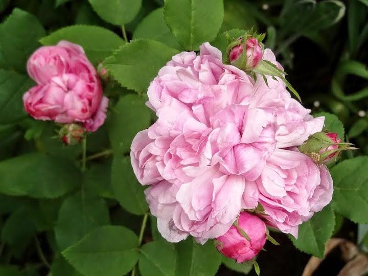 Photo of Rose (Rosa 'Sidonie') uploaded by Orsola