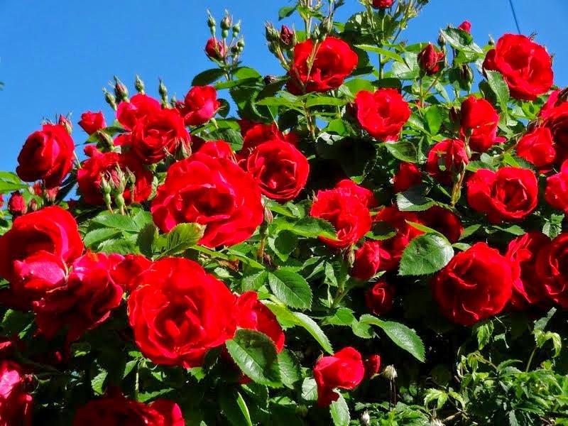 Photo of Rose (Rosa 'Sympathie') uploaded by Orsola