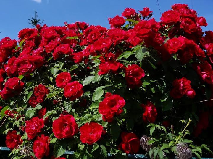 Photo of Rose (Rosa 'Sympathie') uploaded by Orsola
