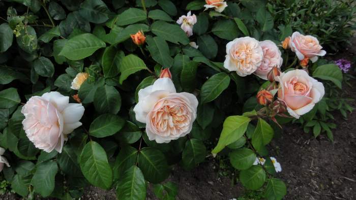 Photo of Rose (Rosa 'Sweet Juliet') uploaded by Orsola