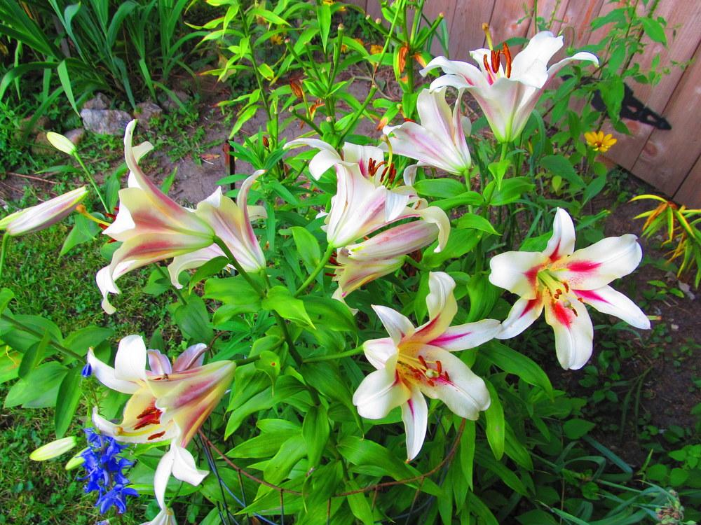 Photo of Lily (Lilium 'Nymph') uploaded by jmorth