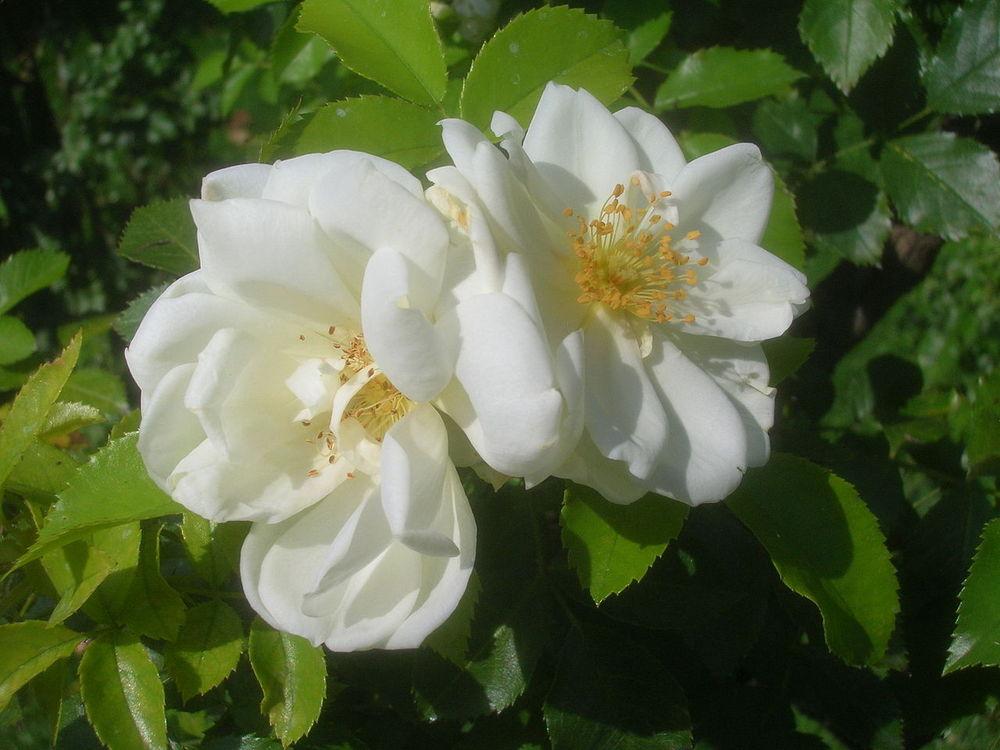 Photo of Groundcover Rose (Rosa 'Flower Carpet White') uploaded by robertduval14