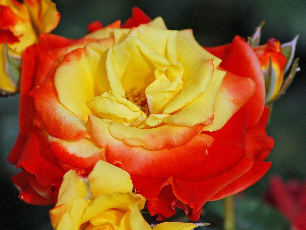 Photo of Rose (Rosa 'Samba') uploaded by robertduval14
