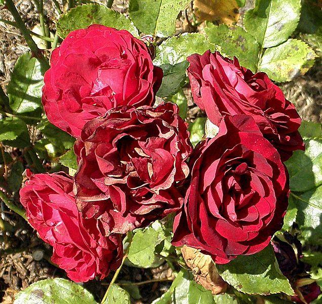 Photo of Rose (Rosa 'Red Ruffles') uploaded by robertduval14