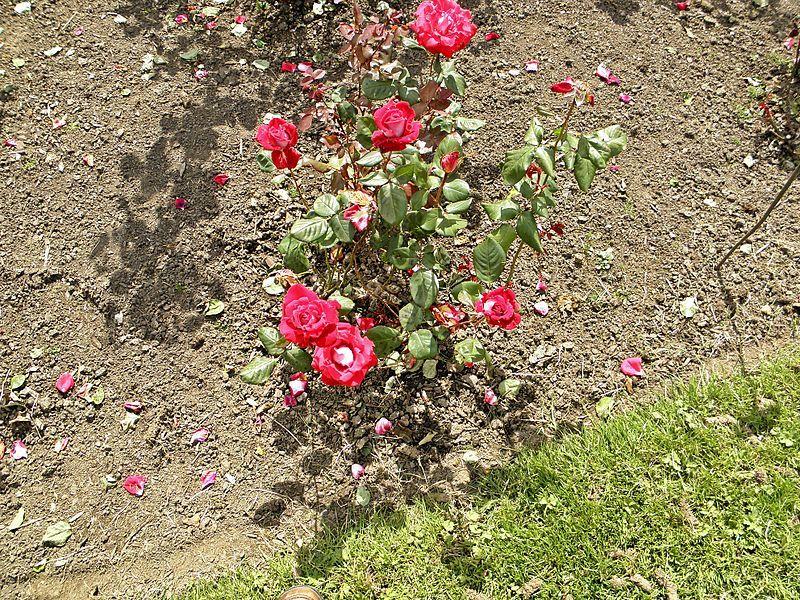 Photo of Rose (Rosa 'Razzle Dazzle') uploaded by robertduval14