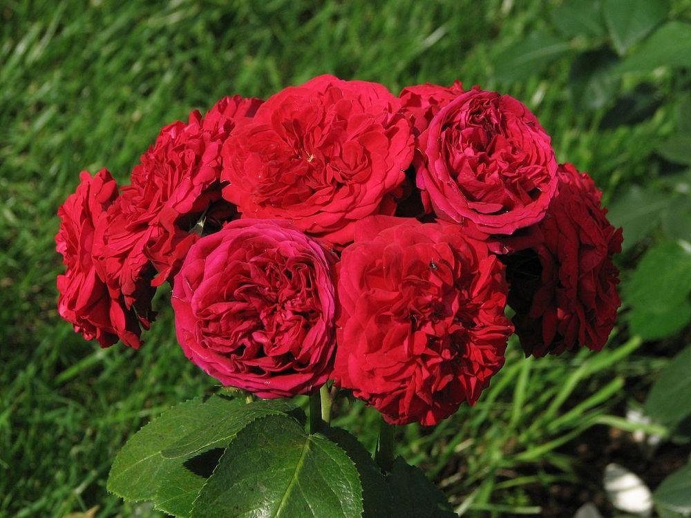 Photo of Rose (Rosa 'Rotkaeppchen') uploaded by robertduval14