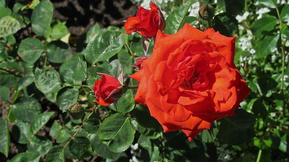 Photo of Rose (Rosa 'Raf Braeckman') uploaded by robertduval14