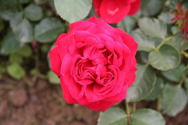 Photo of Rose (Rosa 'Francois Rabelais') uploaded by robertduval14