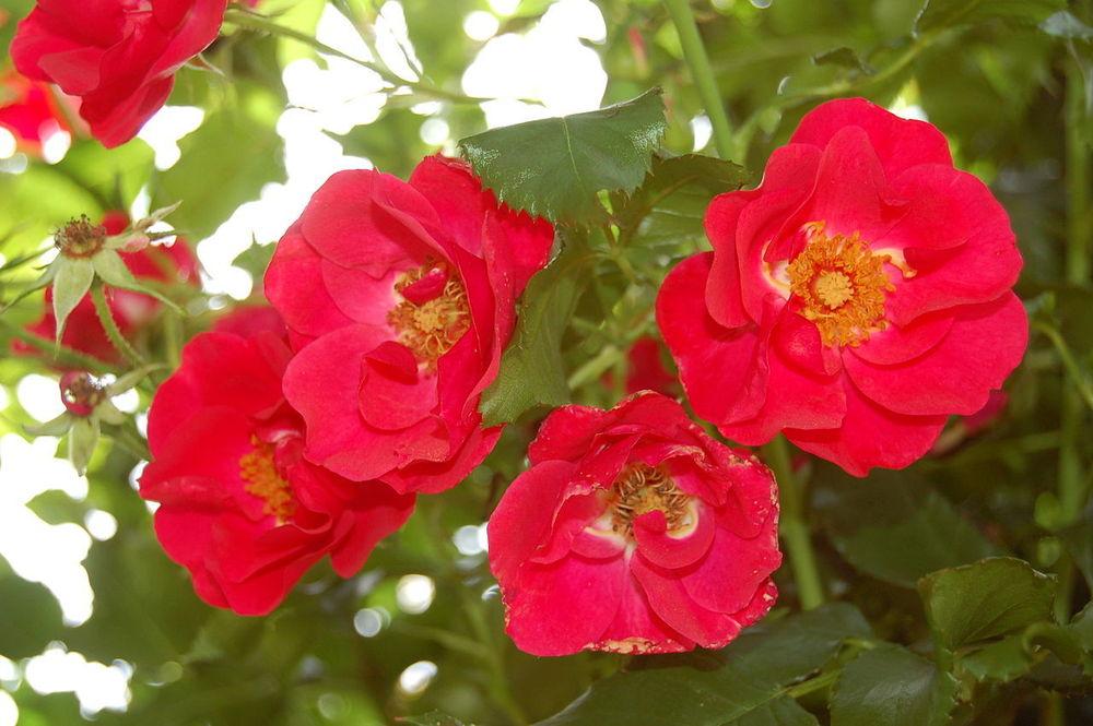 Photo of Rose (Rosa 'Rotfassade') uploaded by robertduval14