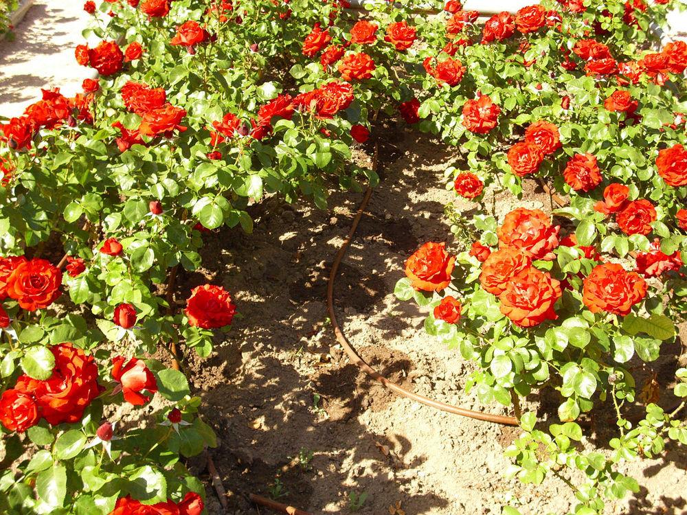 Photo of Rose (Rosa 'Revolution Francaise') uploaded by robertduval14