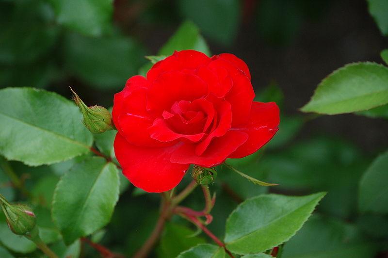 Photo of Rose (Rosa 'Resonanz') uploaded by robertduval14