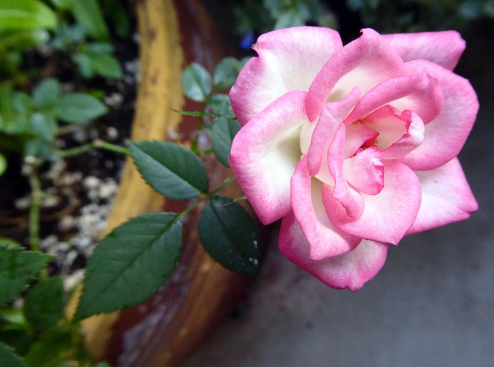 Photo of Rose (Rosa 'X-Rated') uploaded by JulieB