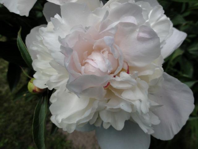 Photo of Peony (Paeonia lactiflora 'Shirley Temple') uploaded by Orsola