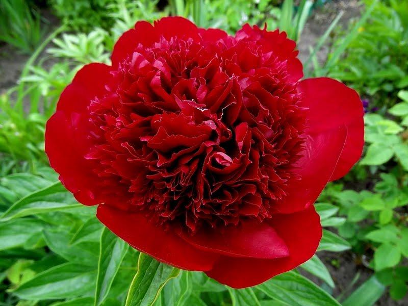 Photo of Peony (Paeonia 'Red Charm') uploaded by Orsola