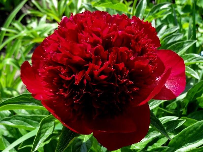 Photo of Peony (Paeonia 'Red Charm') uploaded by Orsola