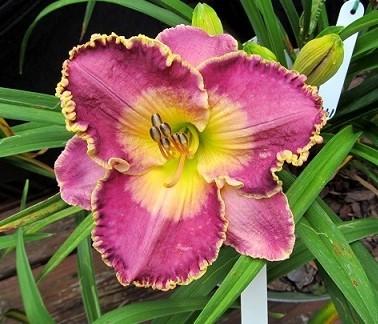 Photo of Daylily (Hemerocallis 'As Time Goes By') uploaded by Sscape