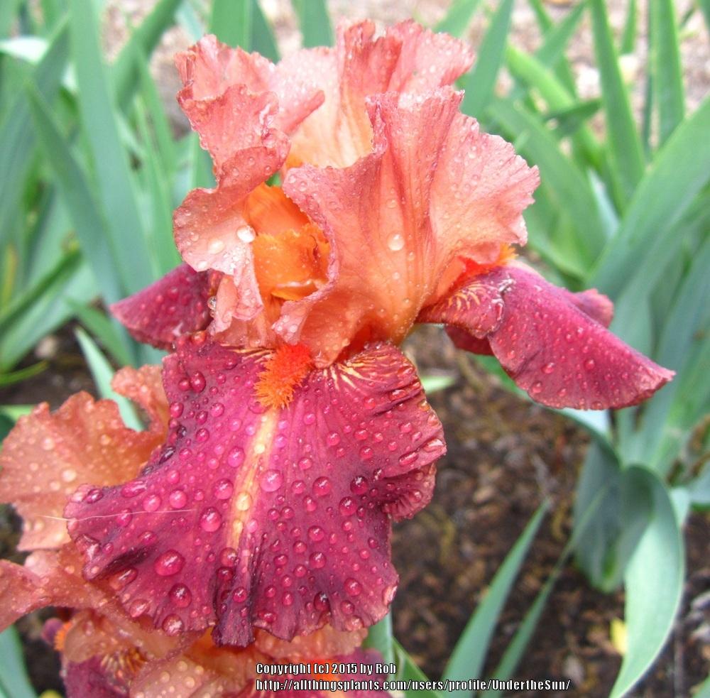 Photo of Tall Bearded Iris (Iris 'Outrageous Fortune') uploaded by UndertheSun