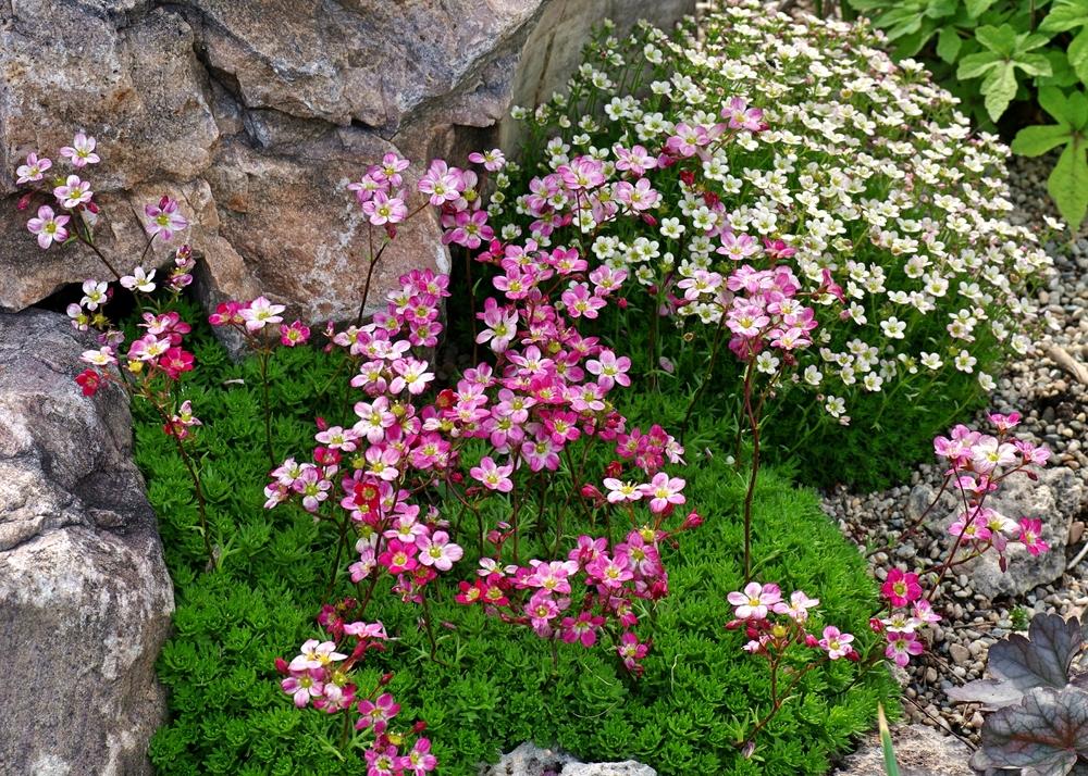 Photo of Rockfoil (Saxifraga 'Triumph') uploaded by dirtdorphins