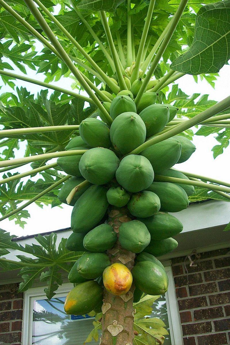 Photo of Papaya (Carica papaya) uploaded by greenman