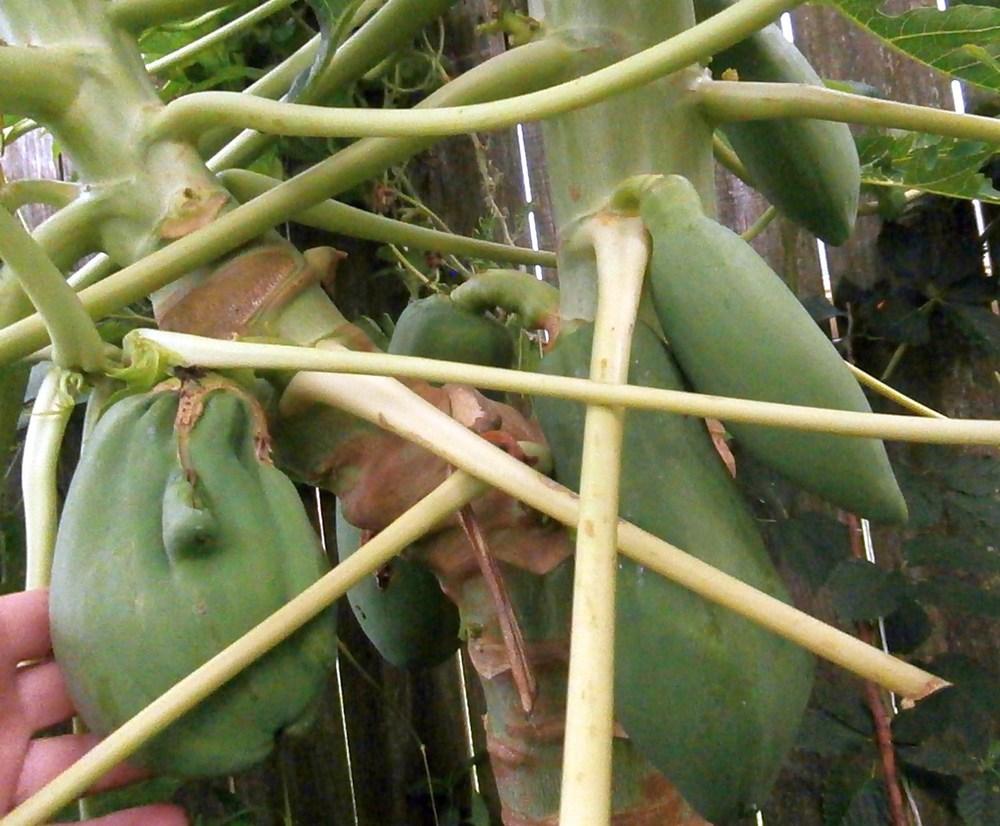 Photo of Papaya (Carica papaya) uploaded by greenman