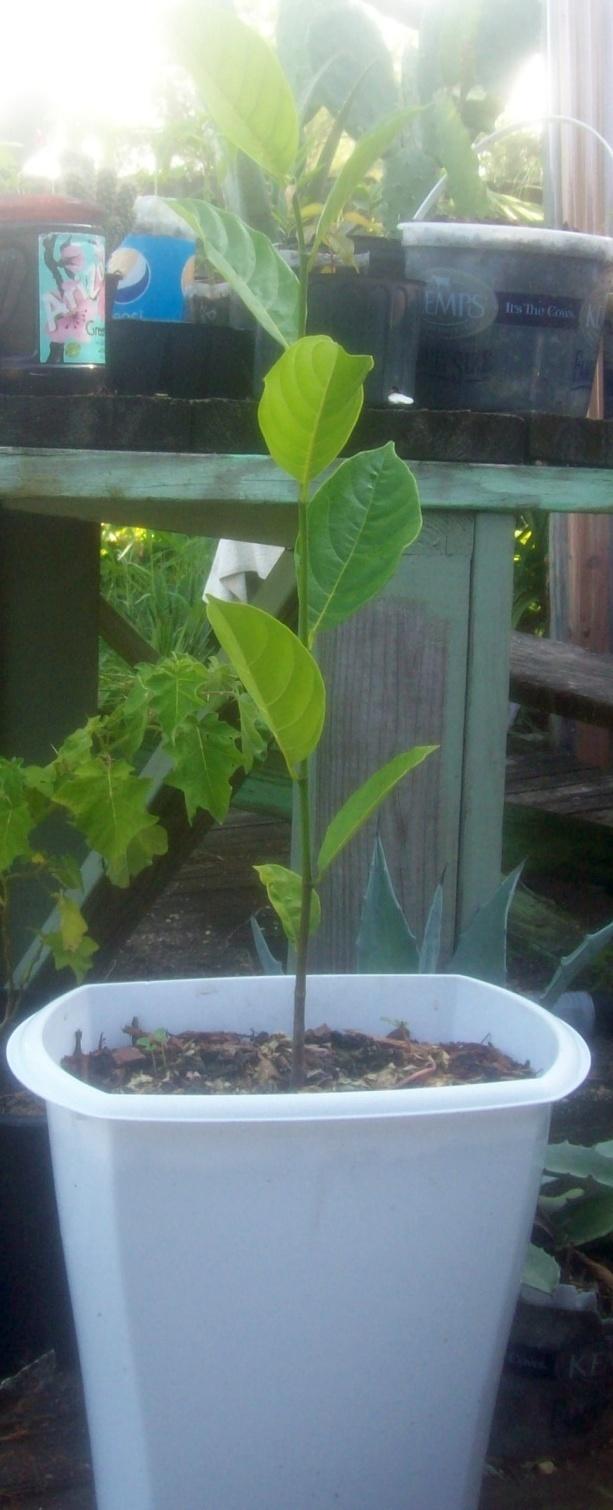 Photo of Jackfruit (Artocarpus heterophyllus) uploaded by greenman