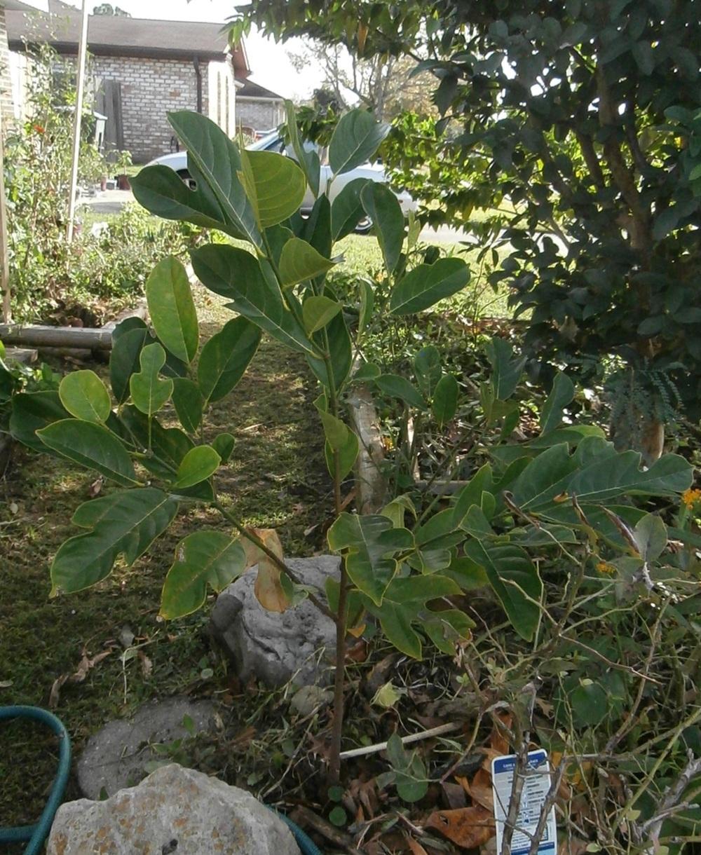 Photo of Jackfruit (Artocarpus heterophyllus) uploaded by greenman
