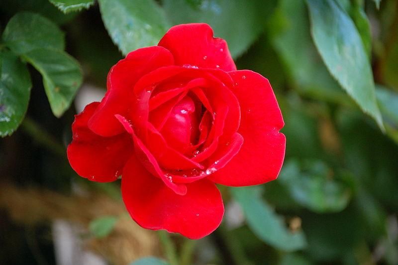Photo of Rose (Rosa 'Shalom') uploaded by robertduval14