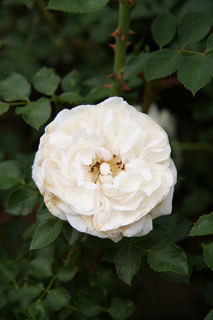 Photo of Rose (Rosa 'Gettysburg') uploaded by robertduval14
