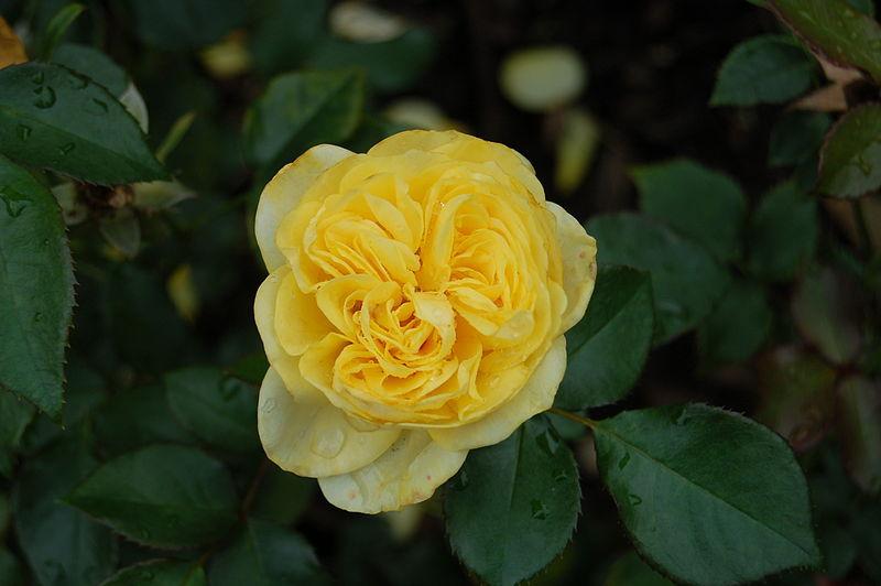 Photo of Rose (Rosa 'Tete d'Or') uploaded by robertduval14