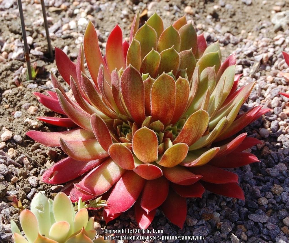 Photo of Hen and Chicks (Sempervivum 'Booth's Red') uploaded by valleylynn