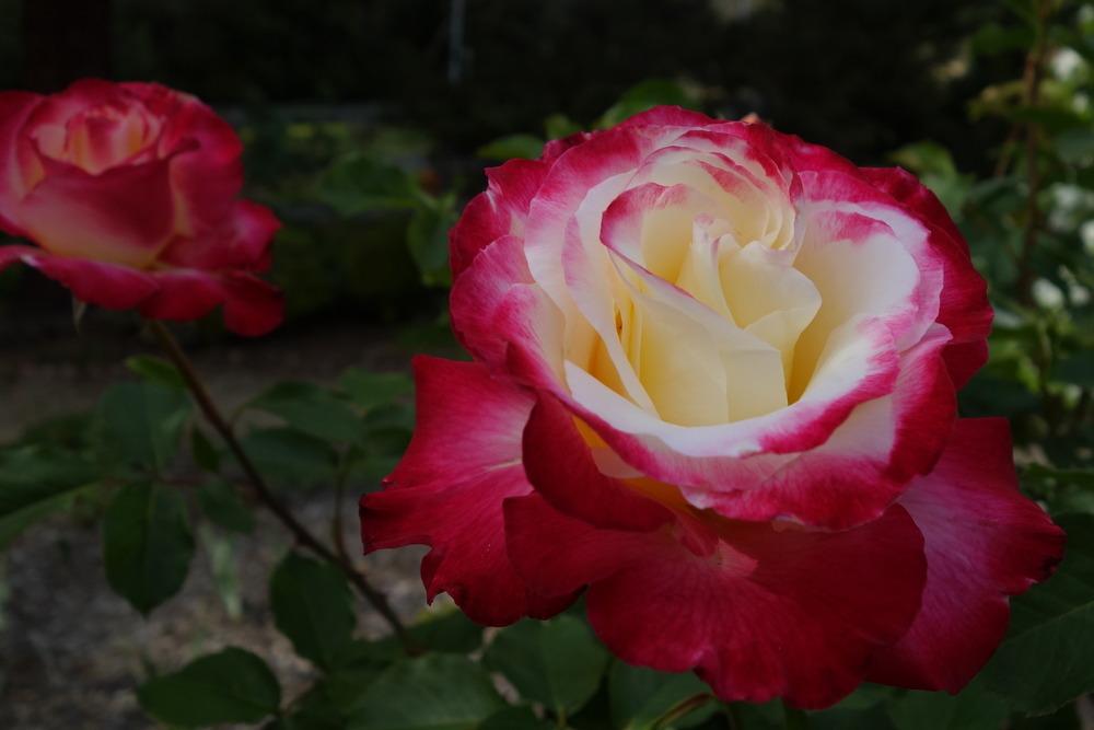 Photo of Hybrid Tea Rose (Rosa 'Double Delight') uploaded by Henhouse