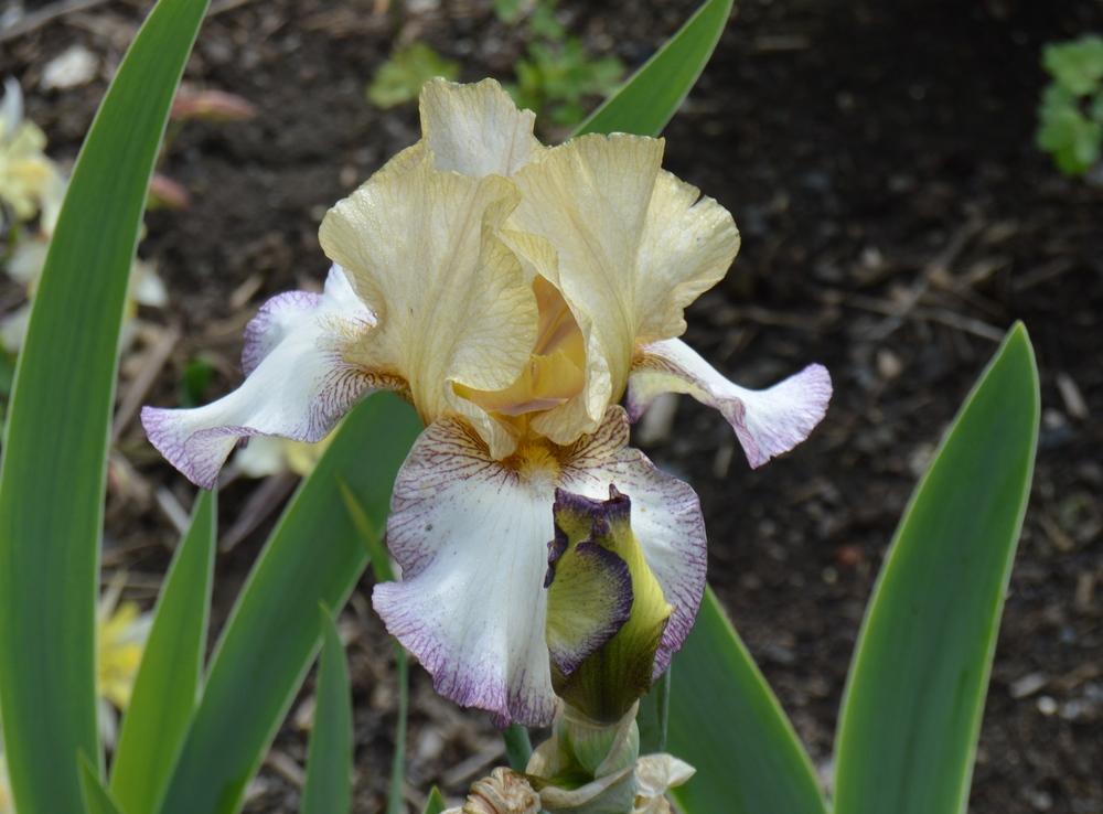 Photo of Tall Bearded Iris (Iris 'Las Vegas') uploaded by KentPfeiffer