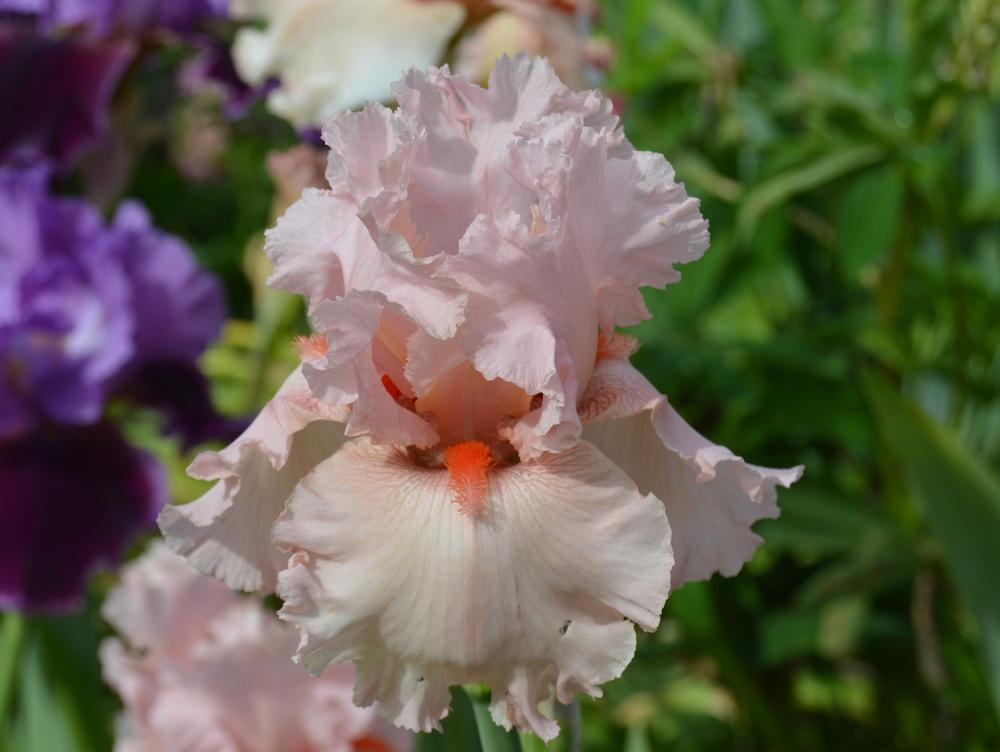 Photo of Tall Bearded Iris (Iris 'Larue Boswell') uploaded by KentPfeiffer