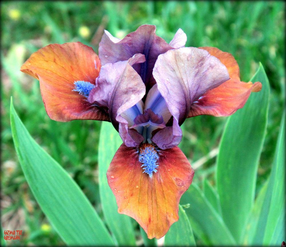 Photo of Standard Dwarf Bearded Iris (Iris 'Gizmo the Gremlin') uploaded by MargieNY