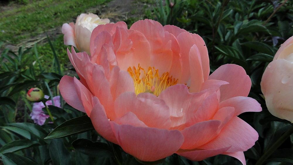 Photo of Peony (Paeonia 'Coral Sunset') uploaded by Orsola
